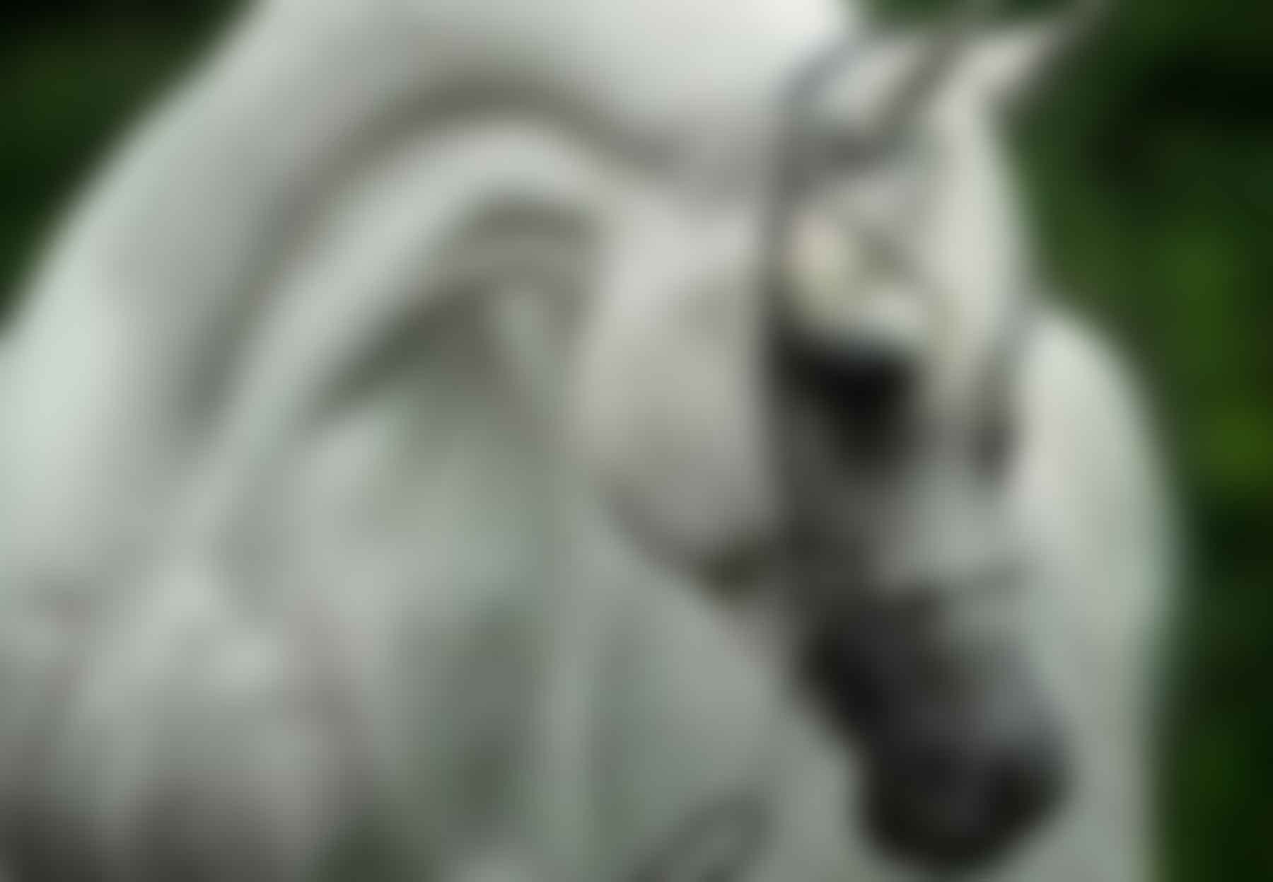 Jadoube Ibn Lahab DMF – New Standing Stallion at Countryside Jadoube Ibn Lahab DMF - New Standing Stallion at Countryside