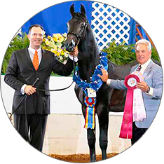 Horses sired by Baskghazi Sire: Baskghazi. Dam: On Tulsa Time. Horses sired by Baskghazi Sire: Baskghazi. Dam: On Tulsa Time.