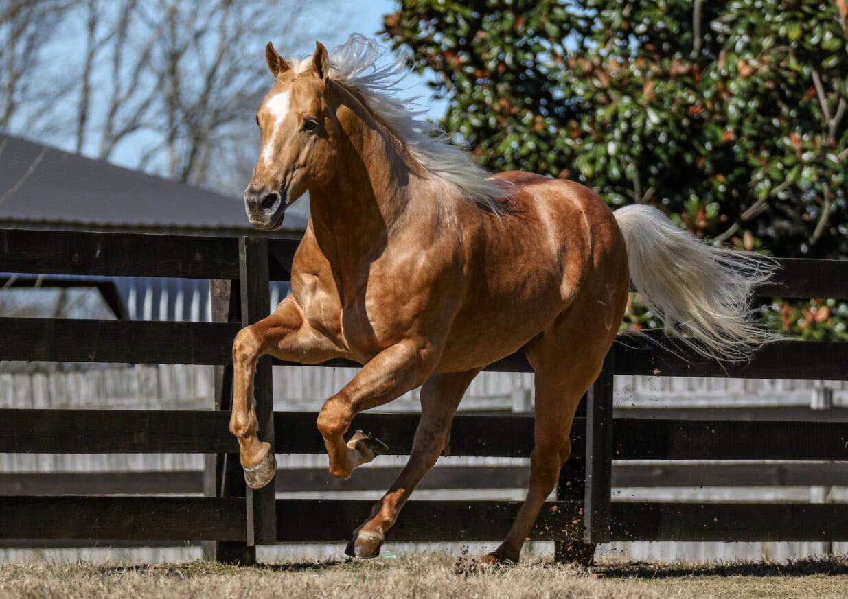 Horses sired by Baskghazi Sire: Baskghazi. Dam: On Tulsa Time.