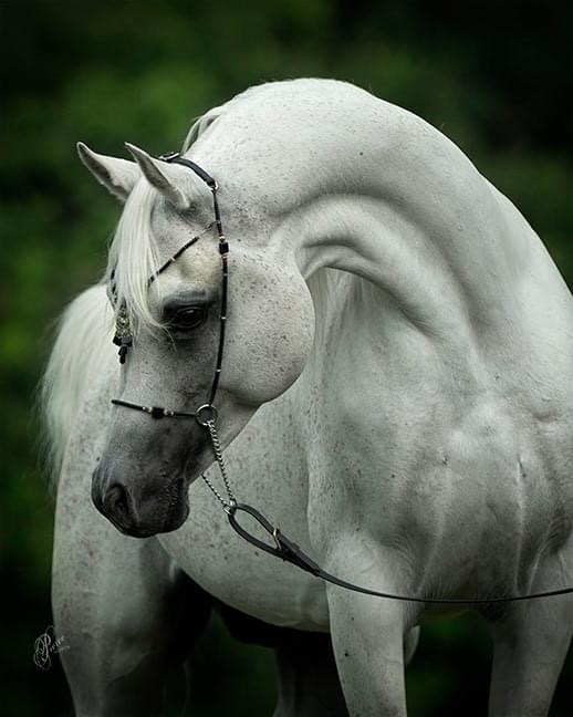 Jadoube Ibn Lahab DMF  - New Standing Stallion at Countryside