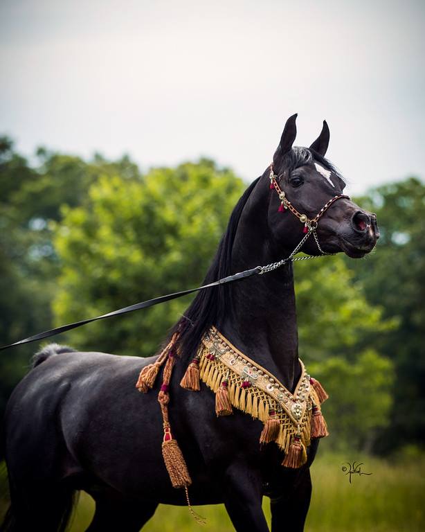 New Standing Stallion Jadoube Jubeleo Now at Countryside