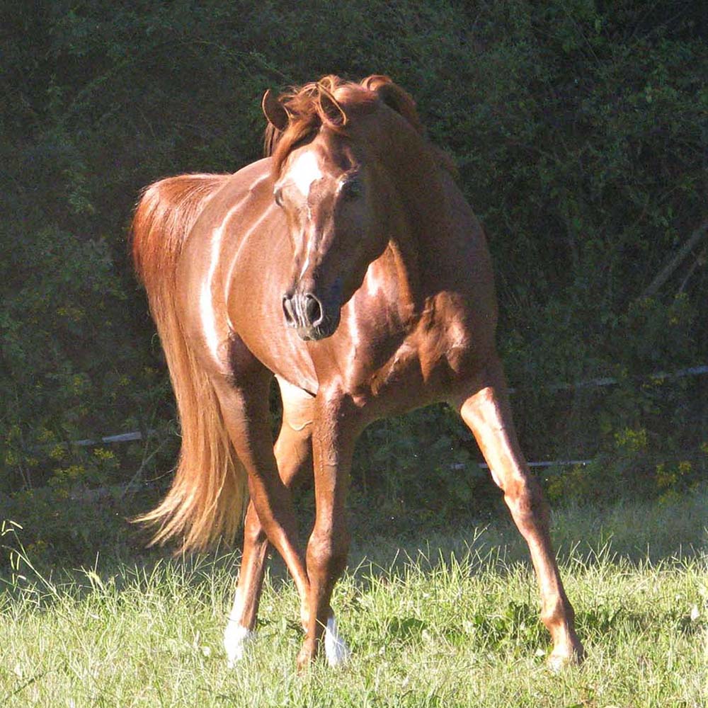 Muntasir - New Standing Stallion at Countryside
