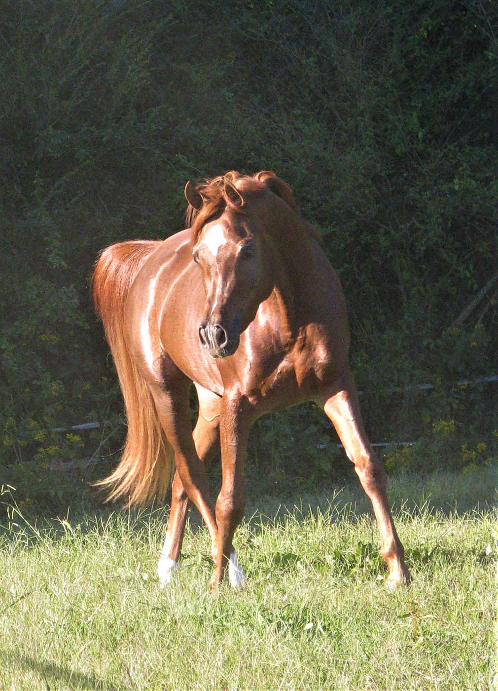 Muntasir - New Standing Stallion at Countryside